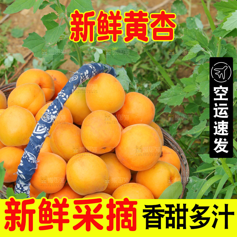 手里拿着新鲜大黄杏