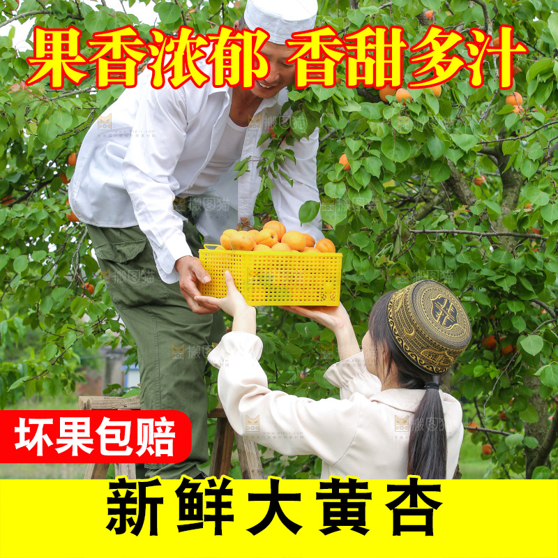 手里拿着新鲜大黄杏