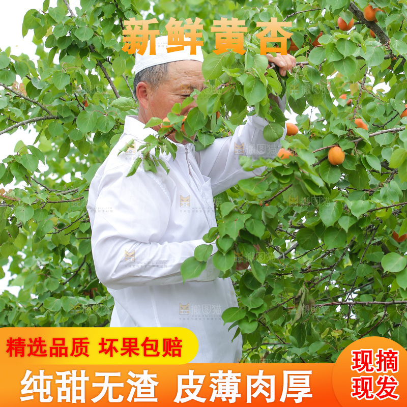 手里拿着新鲜大黄杏
