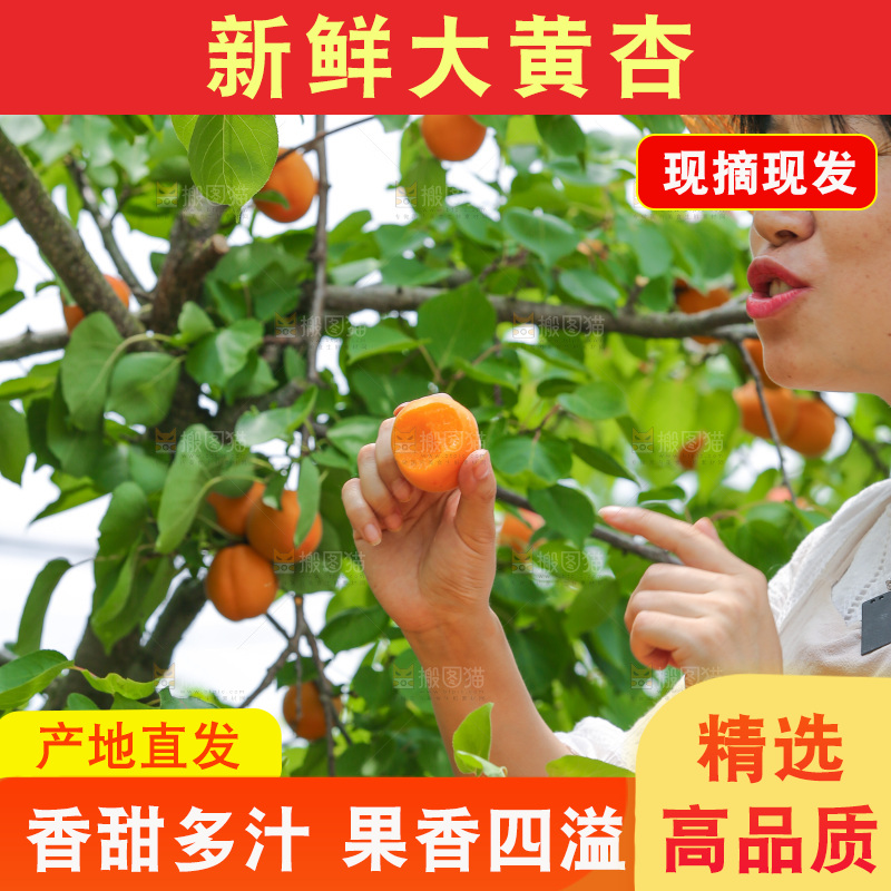 手里拿着新鲜大黄杏
