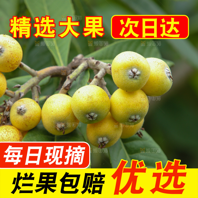 手里拿着现摘枇杷