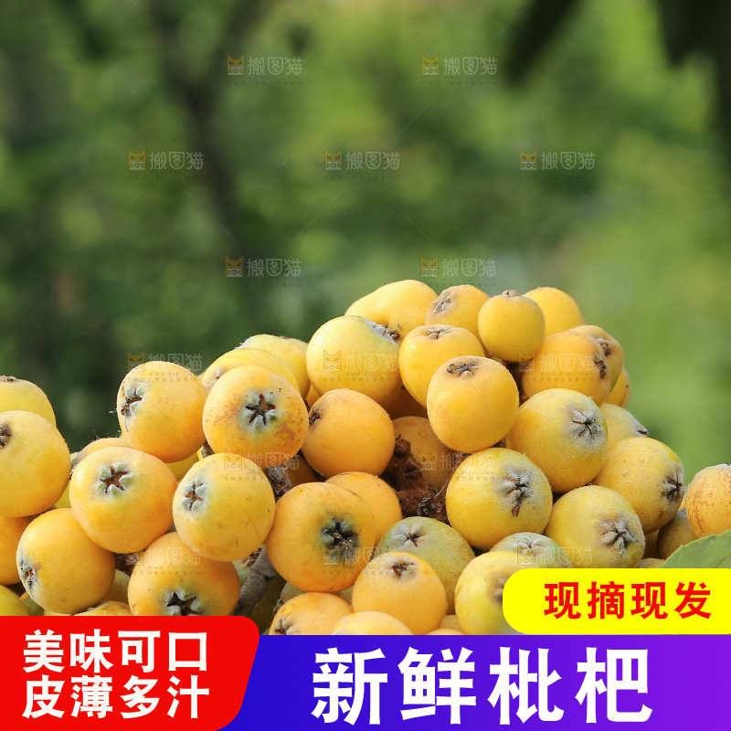 手里拿着现摘枇杷