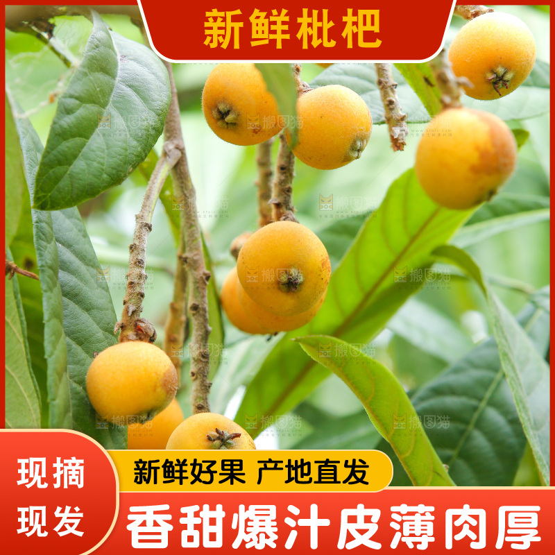 手里拿着现摘枇杷