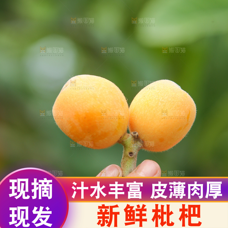 手里拿着现摘枇杷