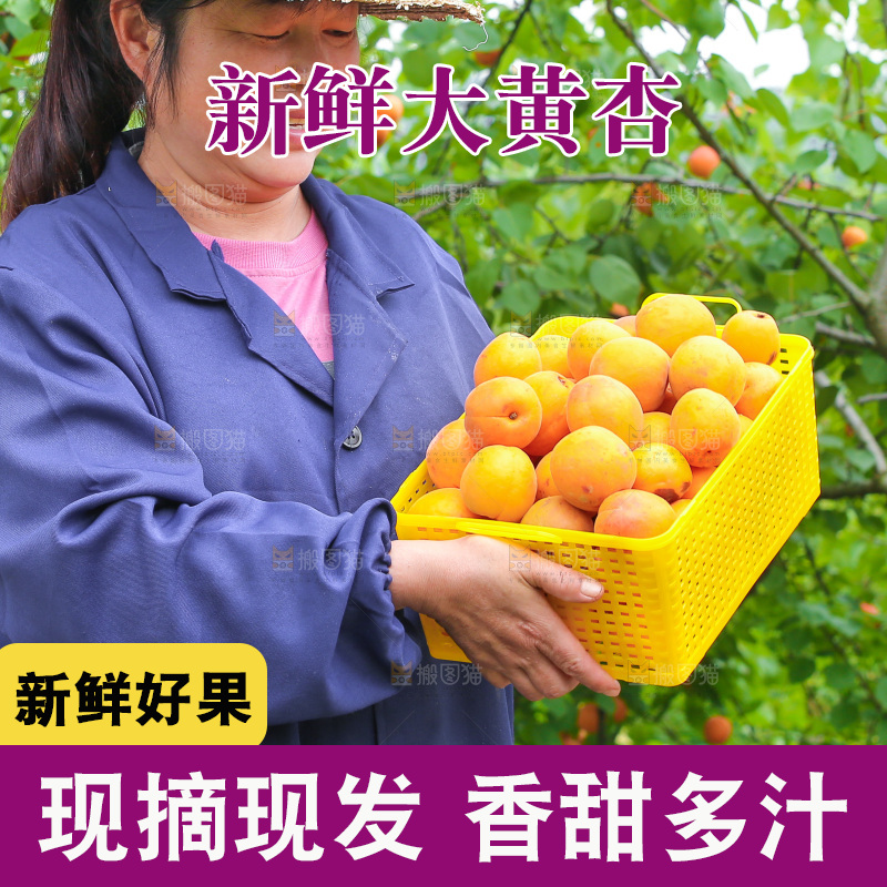 手里拿着新鲜大黄杏