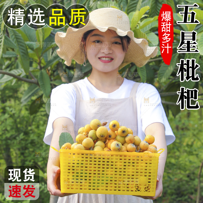 手里拿着现摘枇杷