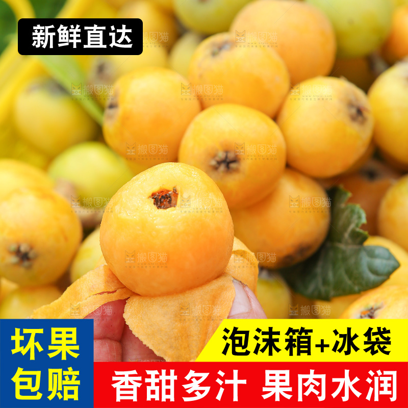 手里拿着现摘枇杷