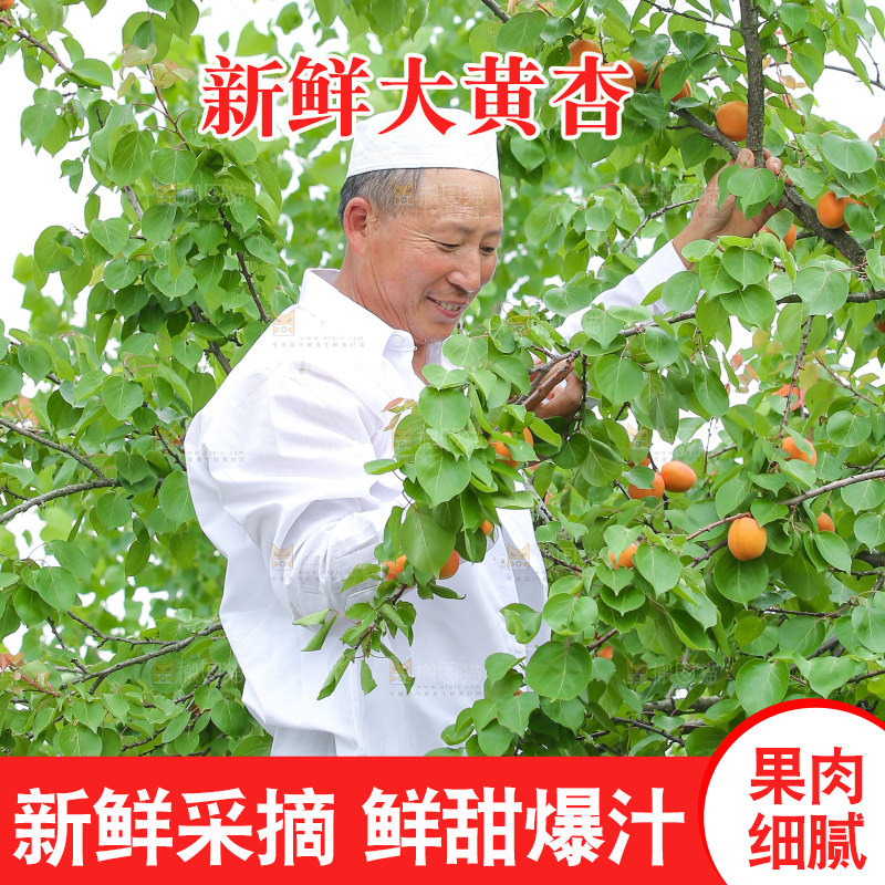 手里拿着新鲜大黄杏