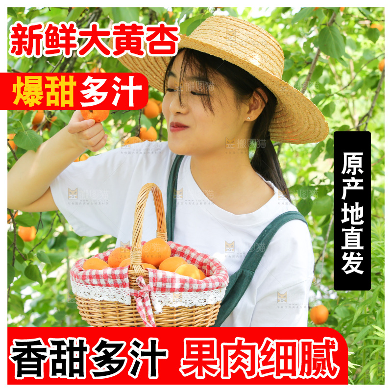手里拿着新鲜大黄杏