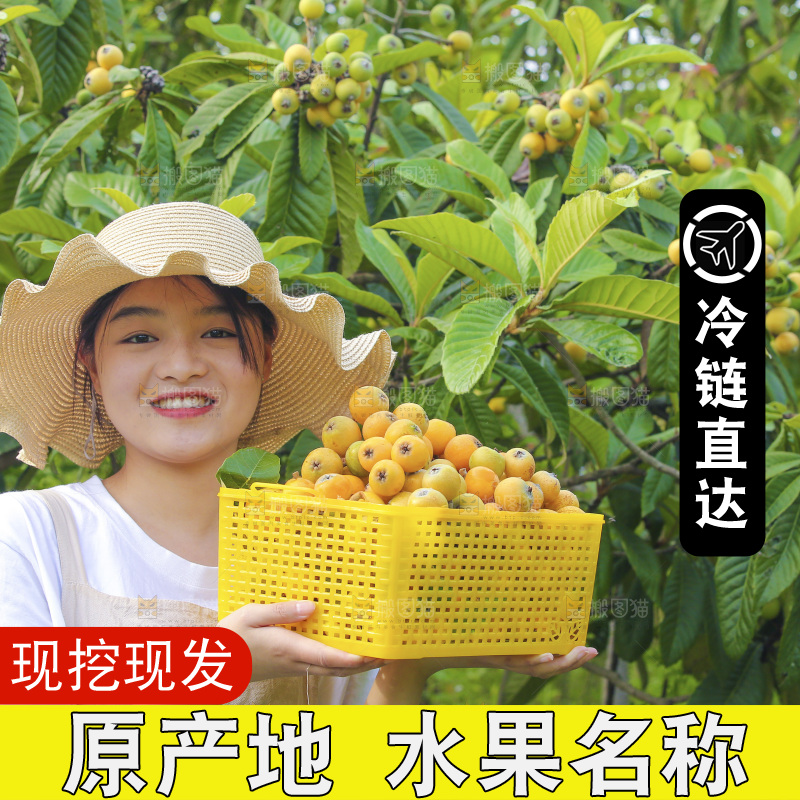 手里拿着现摘枇杷