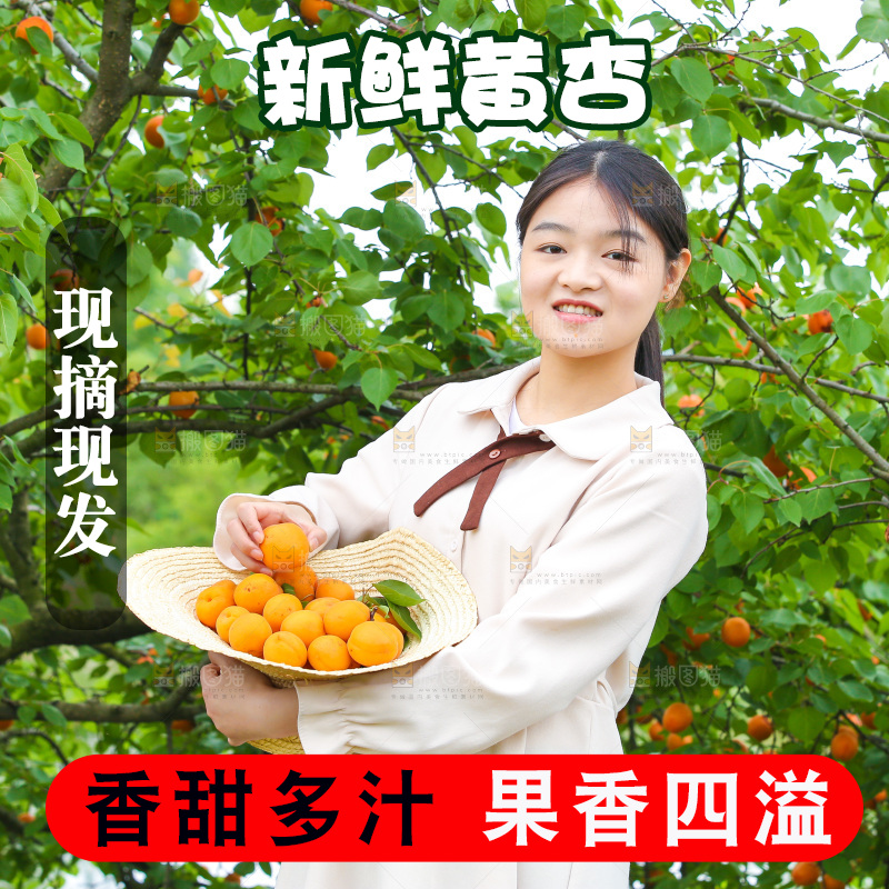 手里拿着新鲜大黄杏