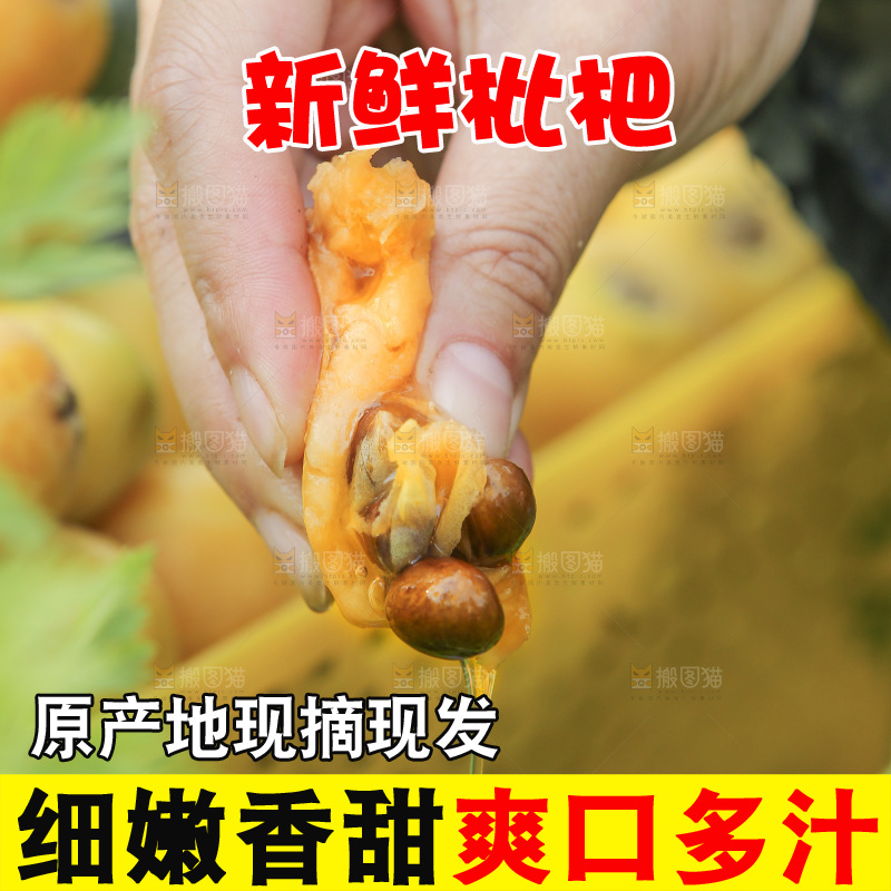 手里拿着现摘枇杷