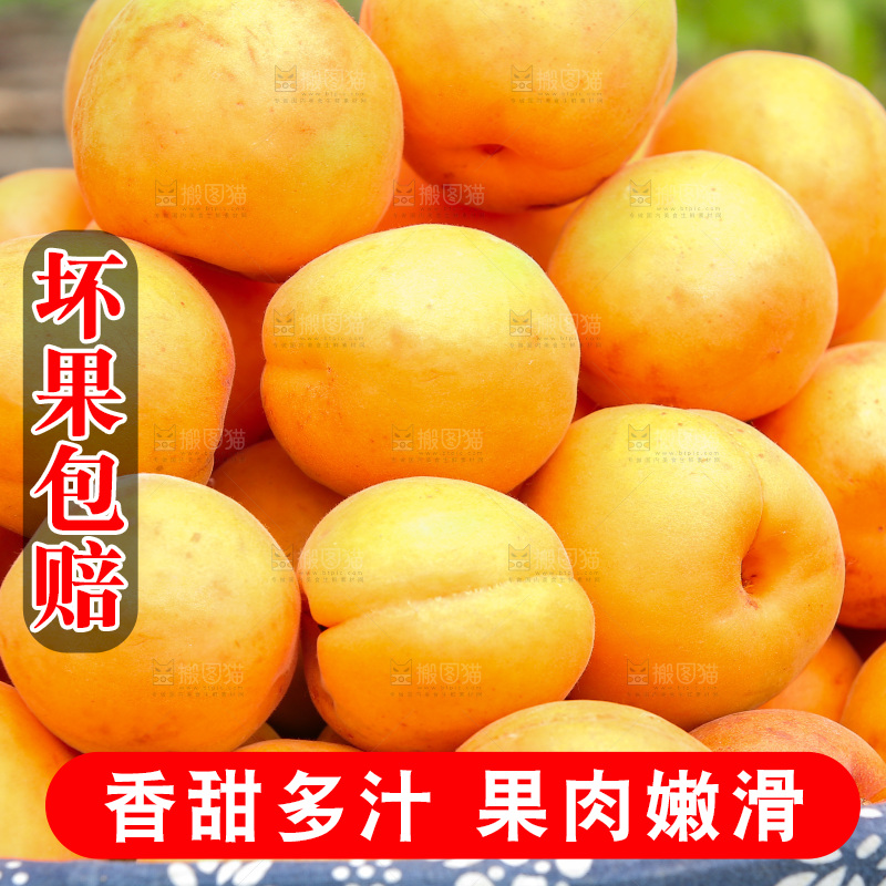 手里拿着新鲜大黄杏