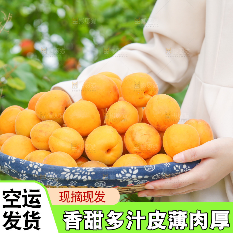 手里拿着新鲜大黄杏