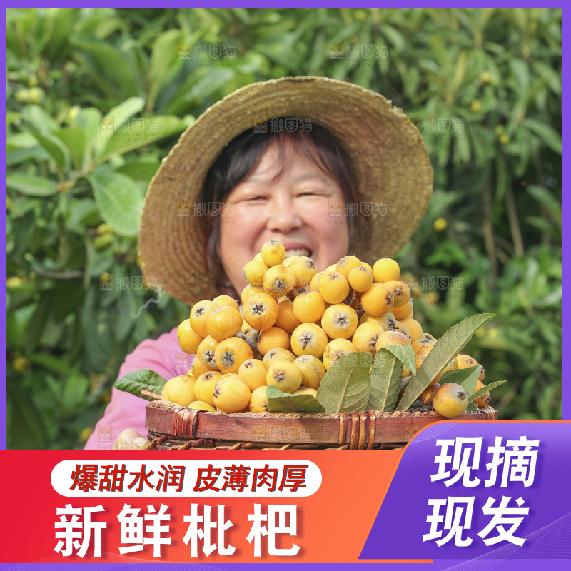 手里拿着现摘枇杷
