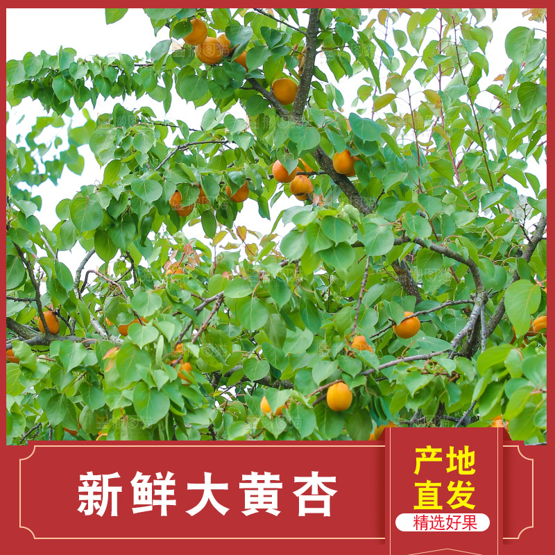 手里拿着新鲜大黄杏