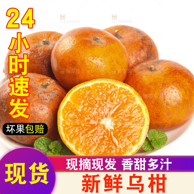 白底上的乌柑
