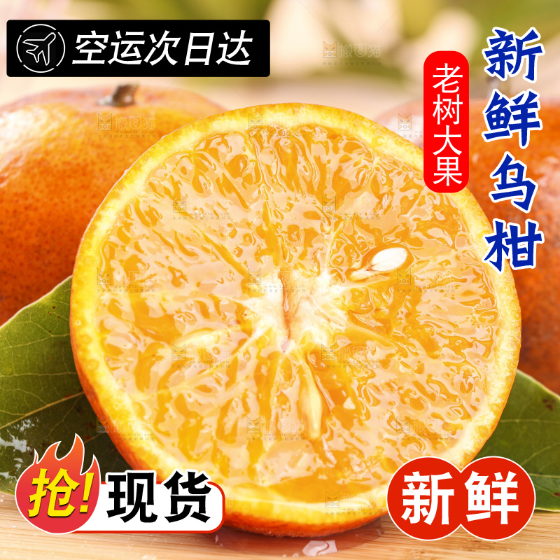 浅底上的乌柑