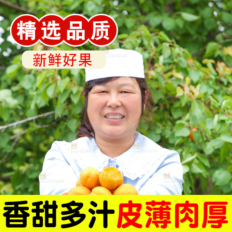 手里拿着新鲜大黄杏