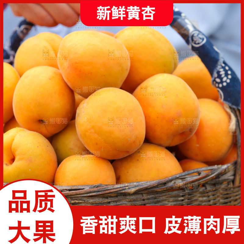 手里拿着新鲜大黄杏