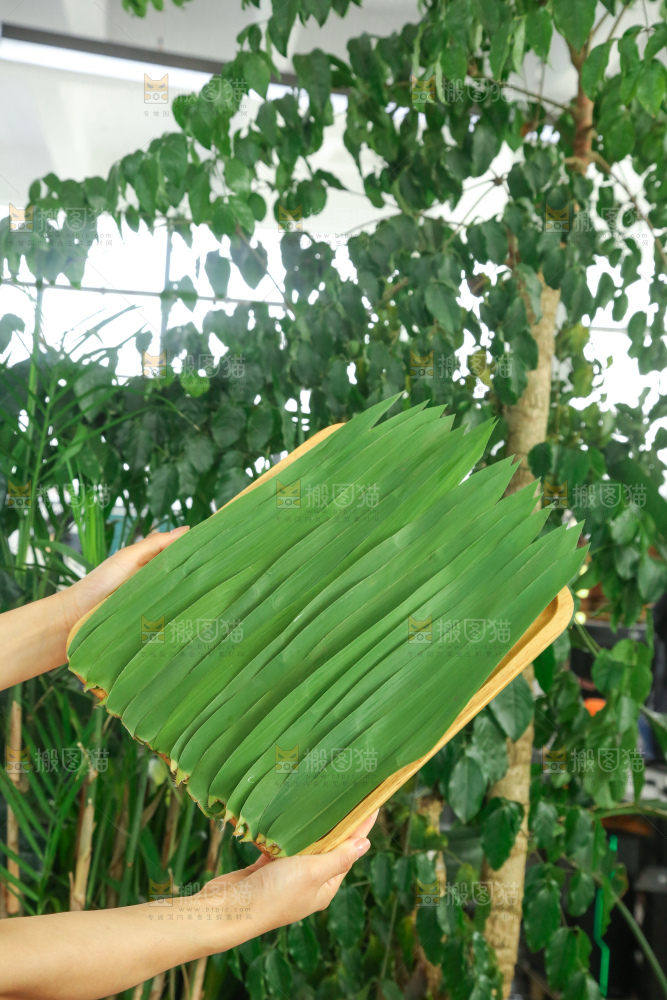 深底上的新鲜粽叶