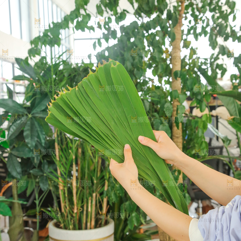 深底上的新鲜粽叶