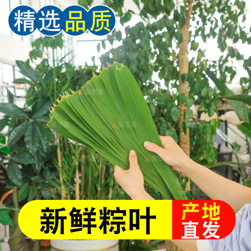 深底上的新鲜粽叶
