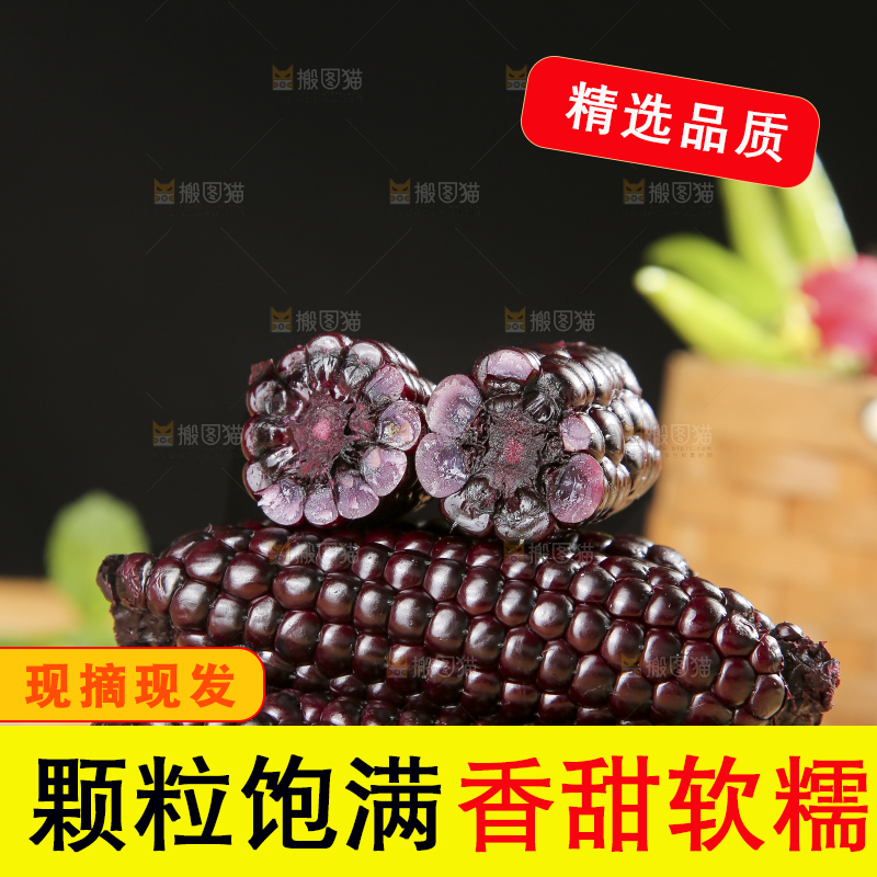 木底上的黑糯拇指玉米