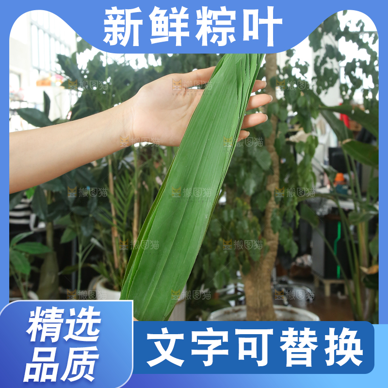 手里拿着新鲜粽叶