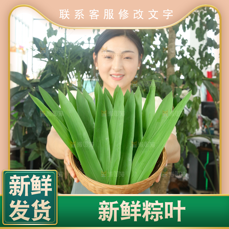 手里拿着新鲜粽叶