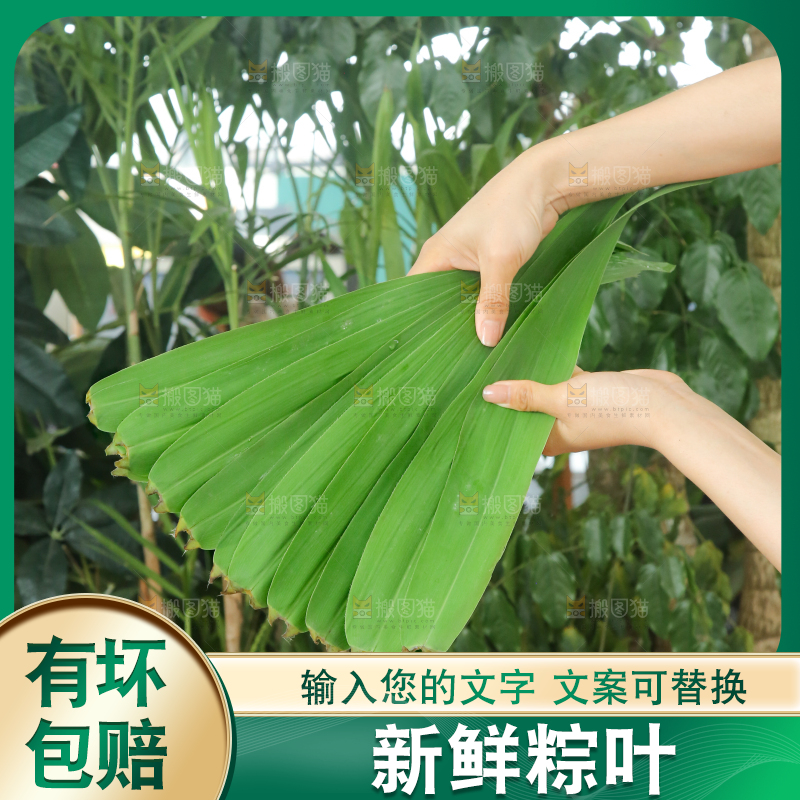 手里拿着新鲜粽叶