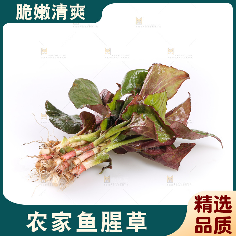 白底上的鱼腥草叶