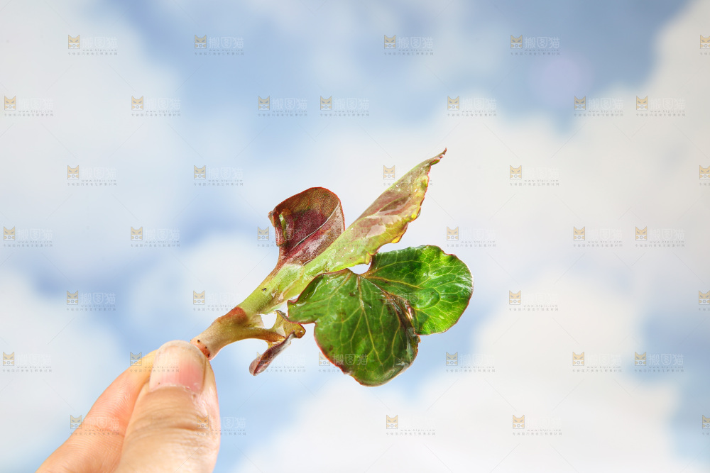 浅底上的鱼腥草