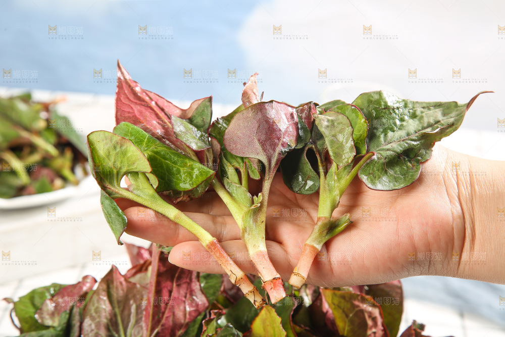 浅底上的鱼腥草