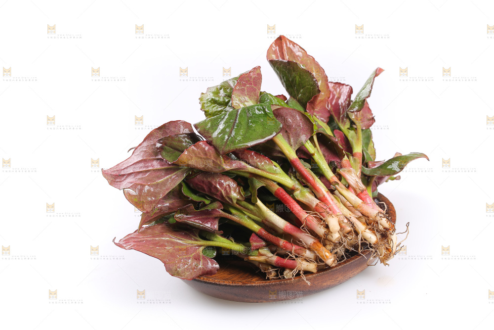白底上的鱼腥草叶