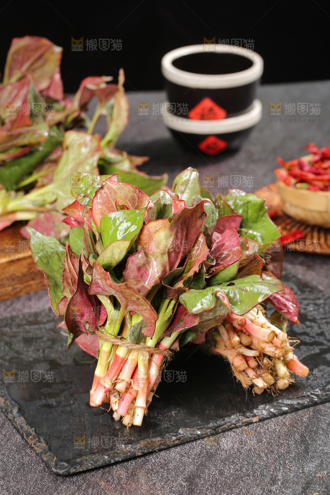 鱼腥草
