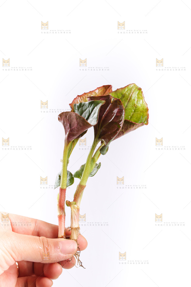 白底上的鱼腥草叶
