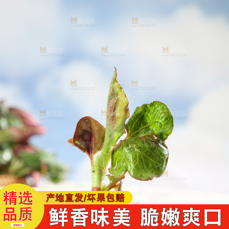 浅底上的鱼腥草