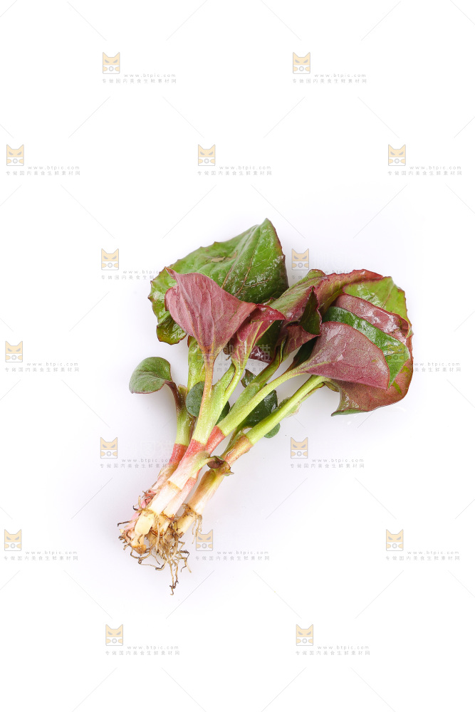 白底上的鱼腥草叶
