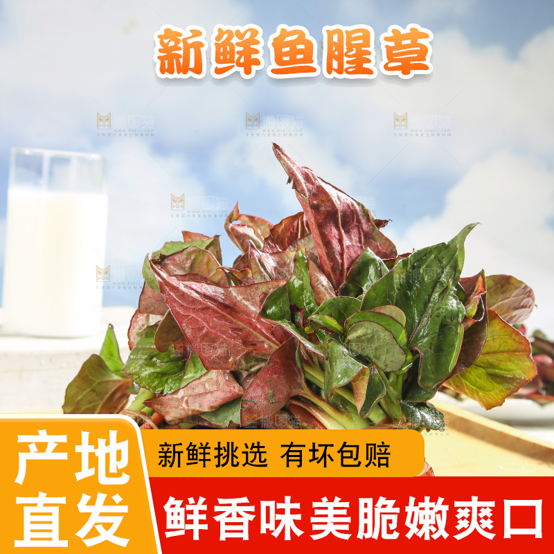 浅底上的鱼腥草