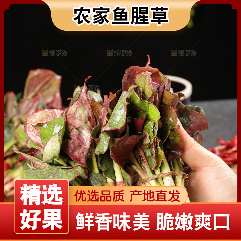 深底上的鱼腥草叶