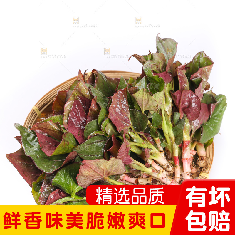 白底上的鱼腥草叶