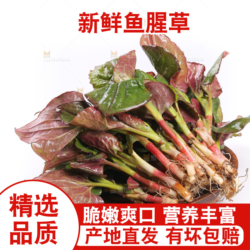 白底上的鱼腥草叶