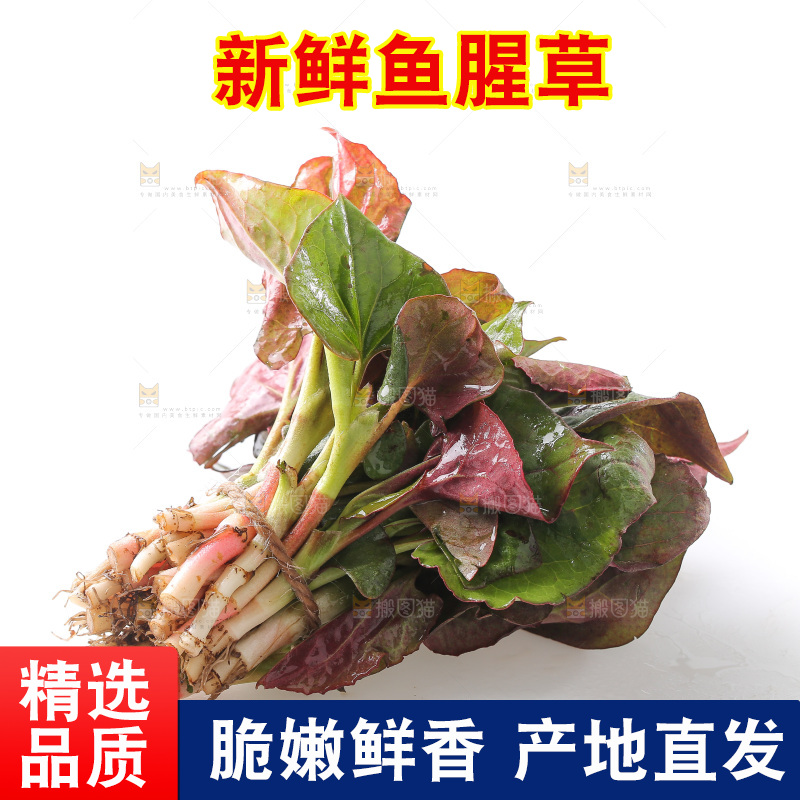 白底上的鱼腥草叶