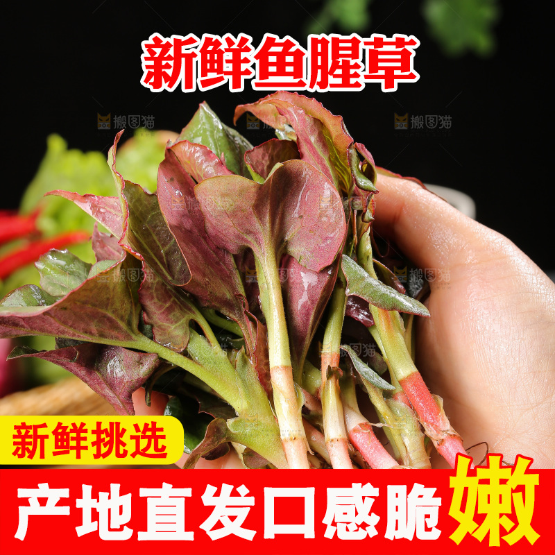 深底上的鱼腥草叶
