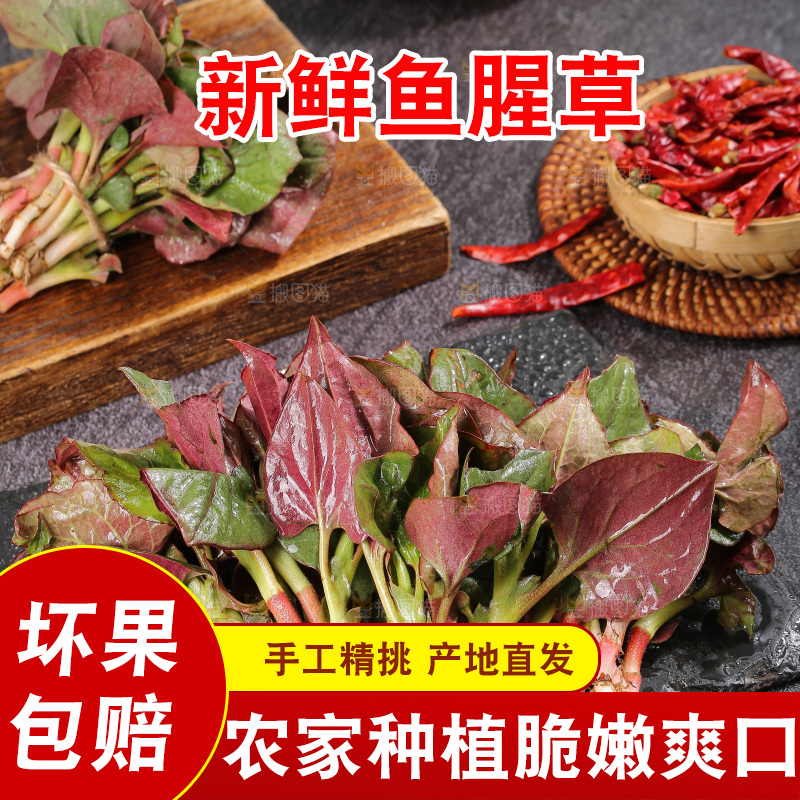 深底上的鱼腥草叶