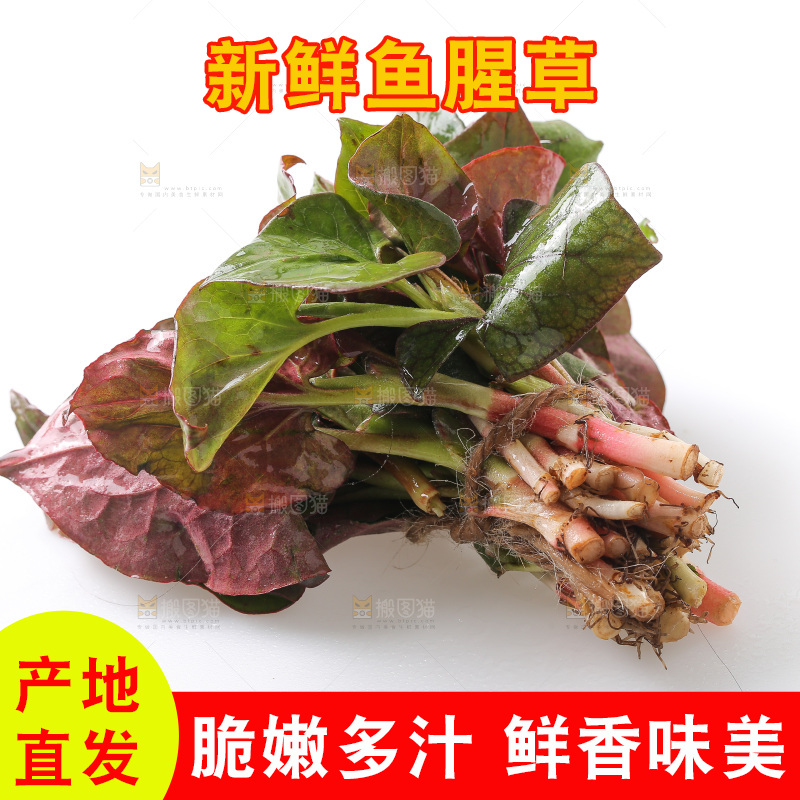 白底上的鱼腥草叶
