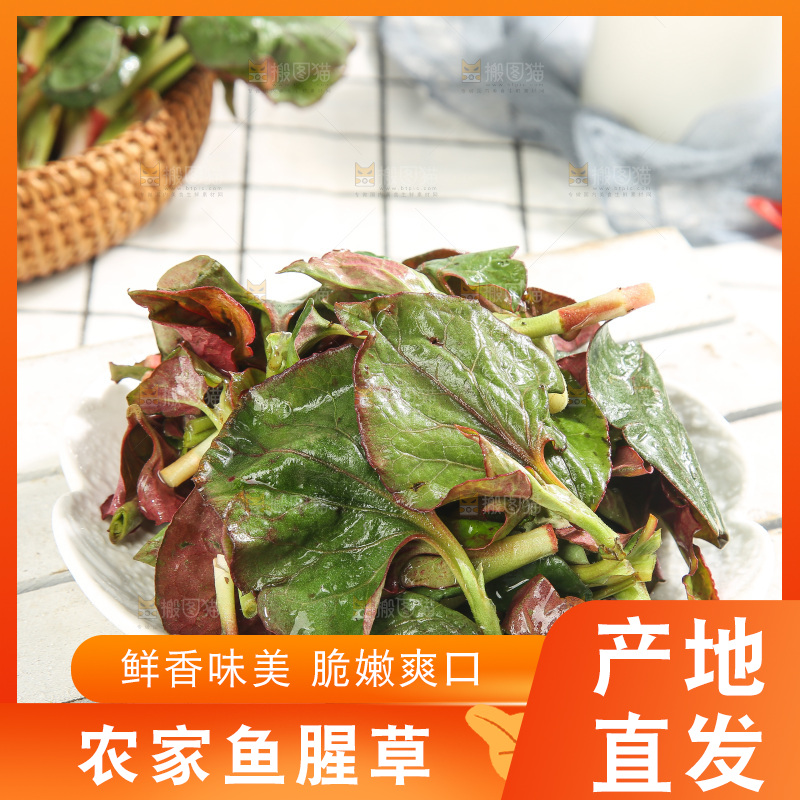 浅底上的鱼腥草