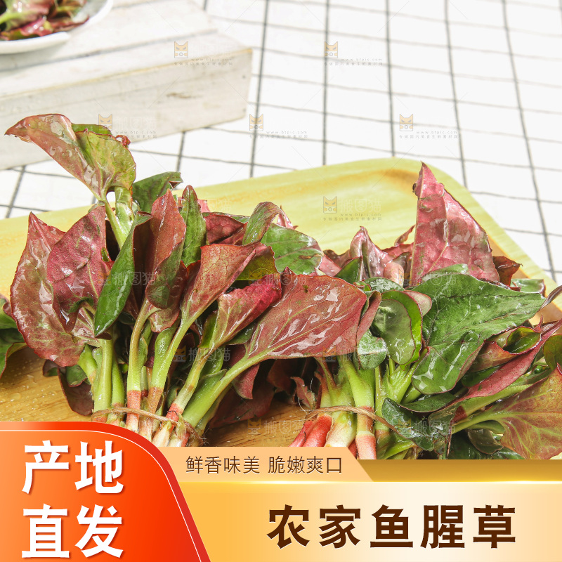 浅底上的鱼腥草