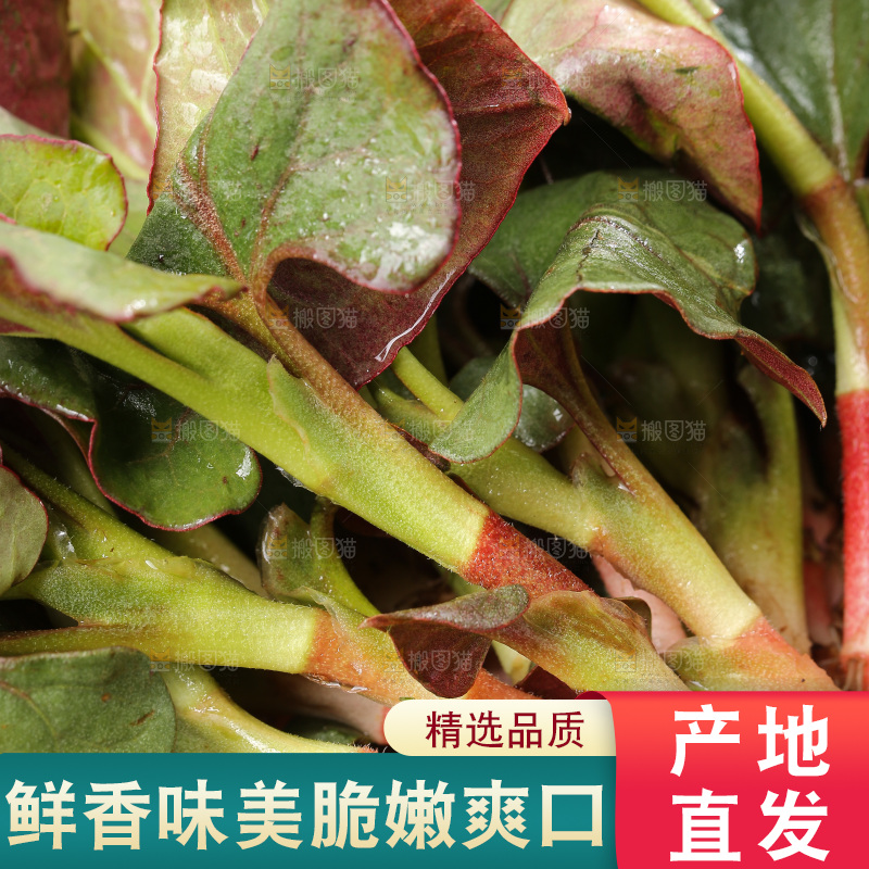 深底上的鱼腥草叶